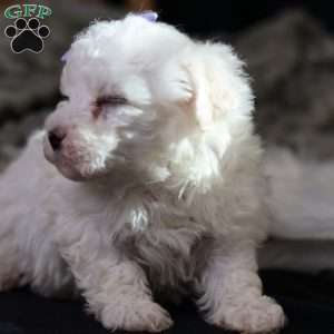 Bella, Bichon Frise Puppy